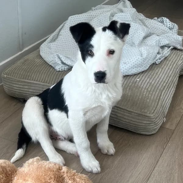Moo - Terrier, Pit Bull