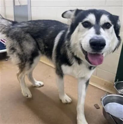 Raider - Alaskan Malamute mix
