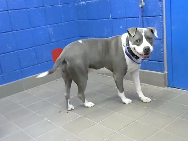 Trixie - photo 1