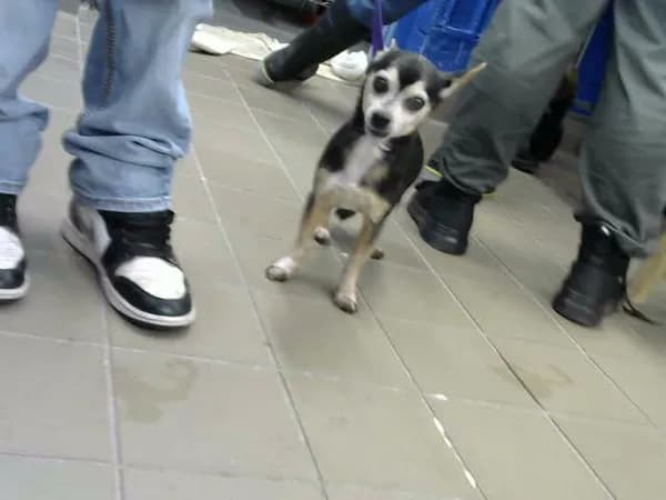 Chiquilin - Chihuahua - Smooth Coated mix