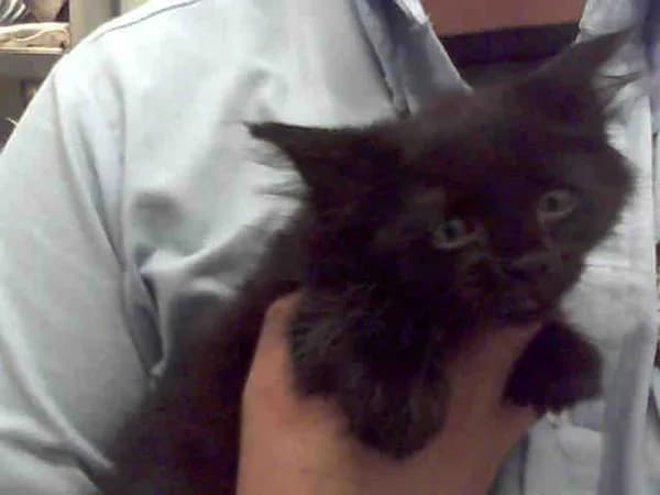 Velvet - Domestic Mediumhair