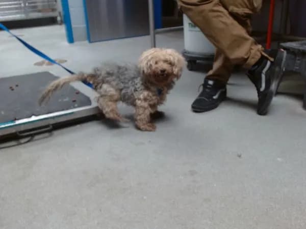 Paquito - Yorkshire Terrier