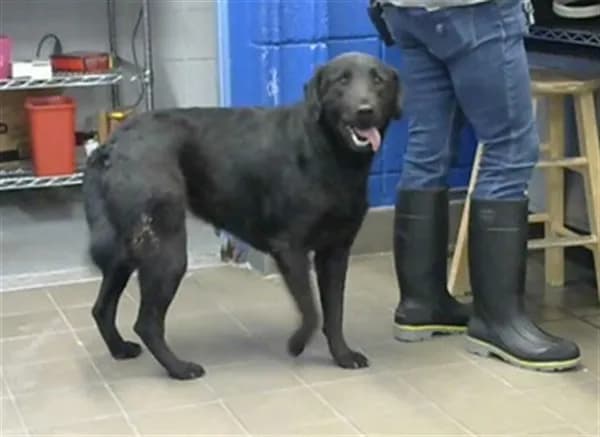 Naomi - Labrador Retriever mix
