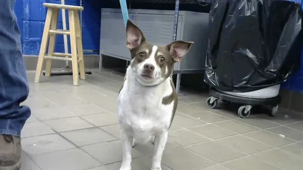 Kora - photo 1