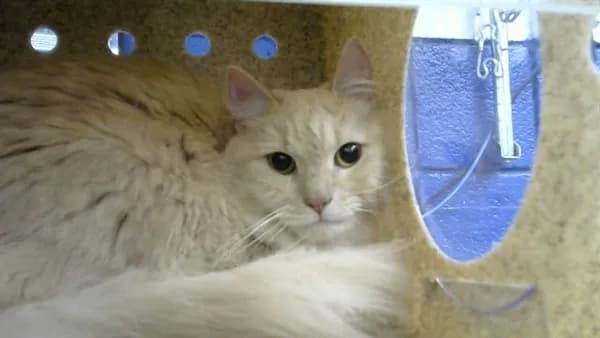 Private - Domestic Mediumhair