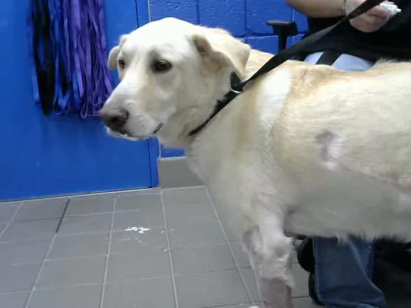 Moochie - Labrador Retriever