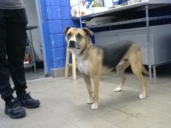 Paypaleto - German Shepherd Dog mix