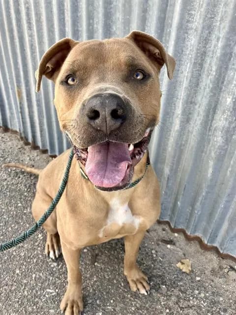 Scooby - Cane Corso mix