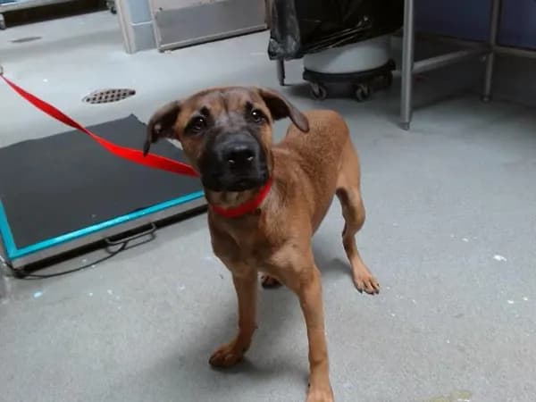 Tuluv - Labrador Retriever mix