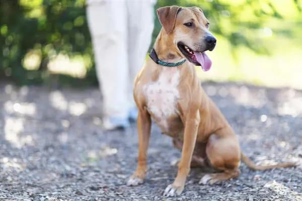 Daisy/sadie - Labrador Retriever mix