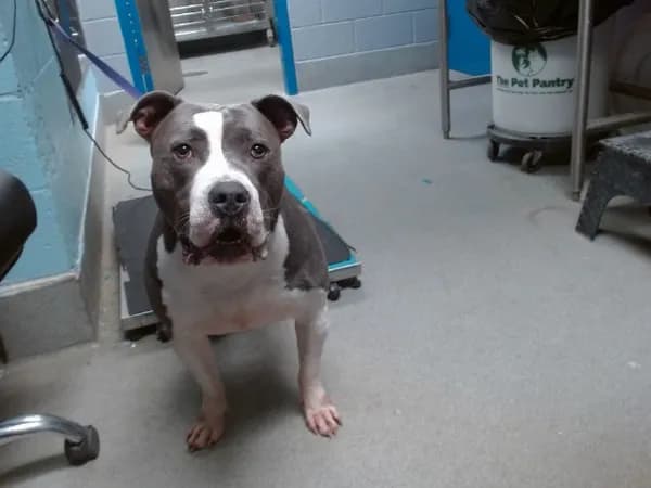 Rachel - American Bulldog mix