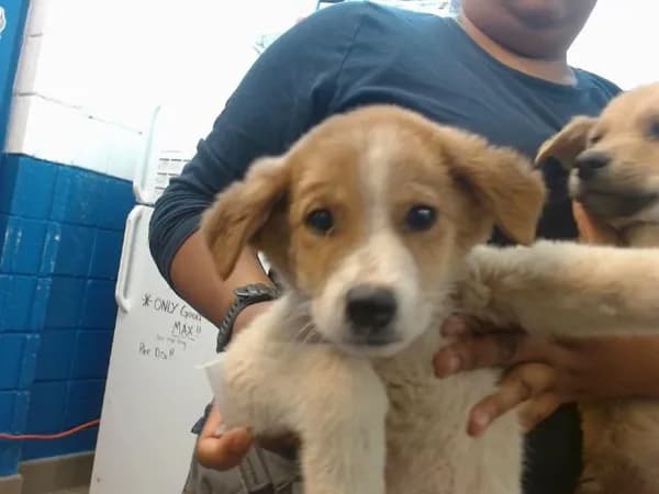 Charlie Swan - Australian Cattle Dog mix