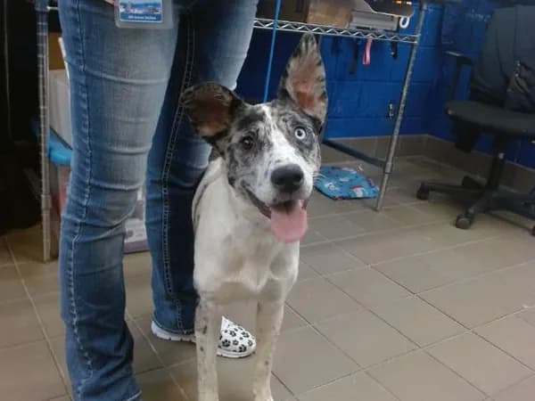 Ember - Australian Cattle Dog mix