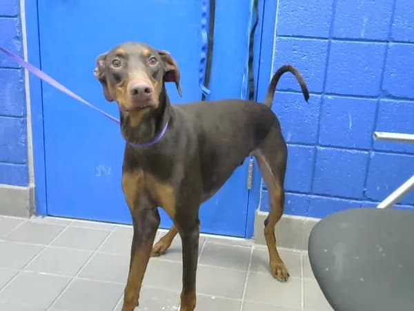 Dobby - photo 1