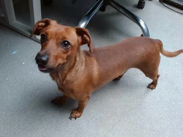 Osito Moose - Dachshund and Chihuahua - Smooth Coated