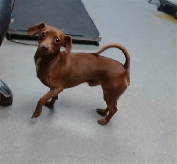 Rikko Moose - Dachshund and Chihuahua - Smooth Coated