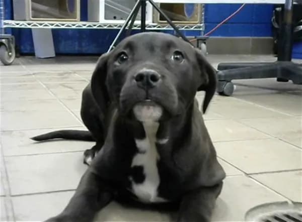 Sadie - Pit Bull Terrier mix