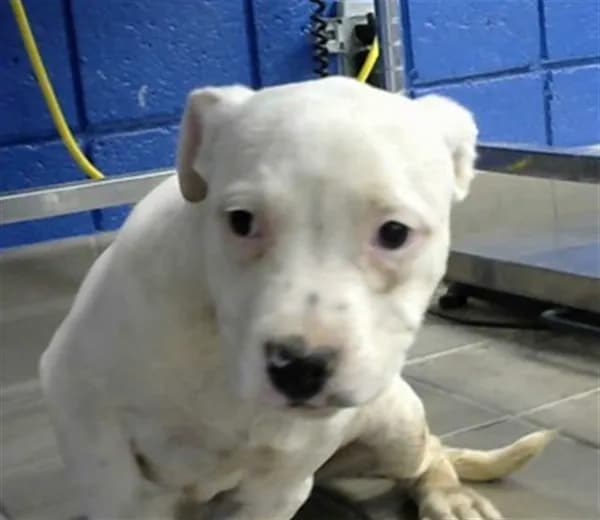 Perla - Pit Bull Terrier mix