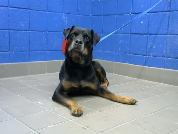 Xena - Rottweiler mix