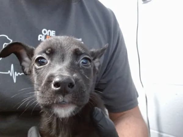 Brandi - German Shepherd Dog mix