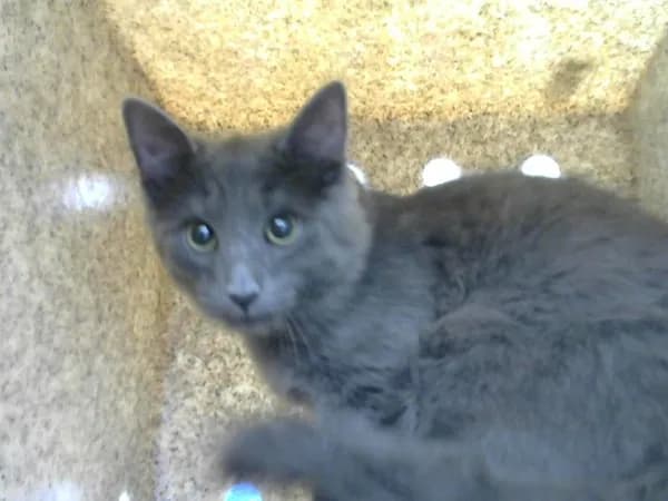 Denji - photo 1