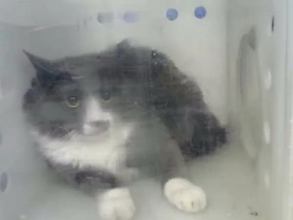 Zane - Domestic Mediumhair mix