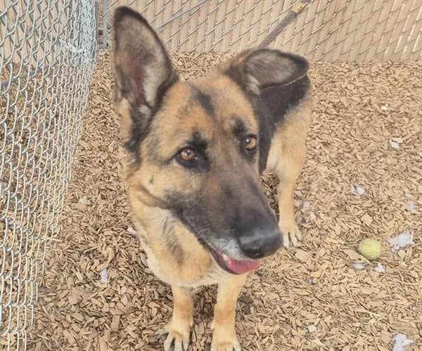 Luna - German Shepherd Dog mix