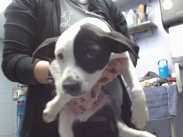 Maverick - Labrador Retriever mix