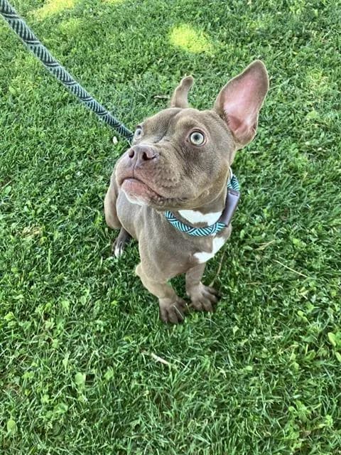 Luna Tuna - Pit Bull Terrier mix