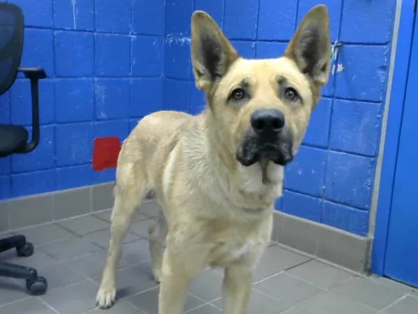 Max - photo 1
