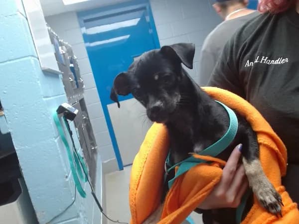 Brutis - Chihuahua - Smooth Coated and Pug