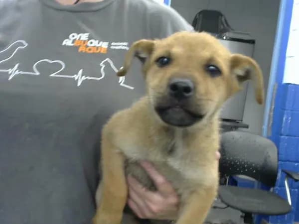 Birch - German Shepherd Dog mix
