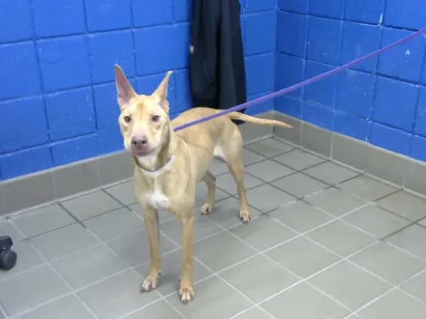 Rhea - German Shepherd Dog mix
