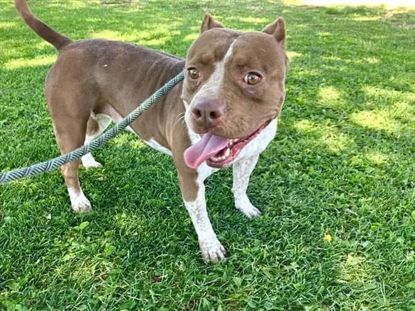 Bailey - American Pit Bull Terrier