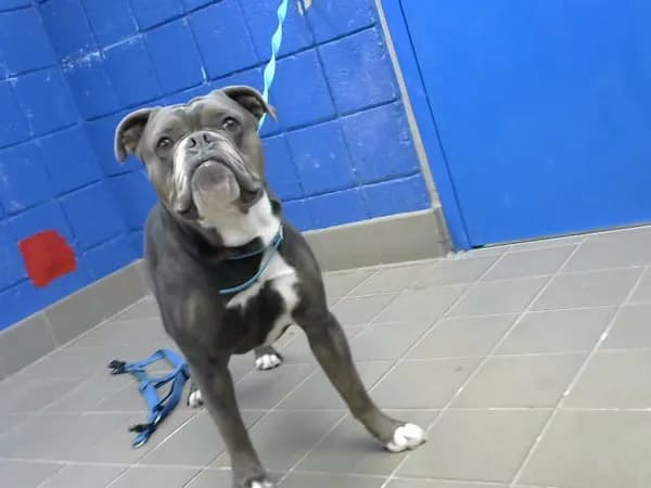 Arthur - Pit Bull Terrier mix