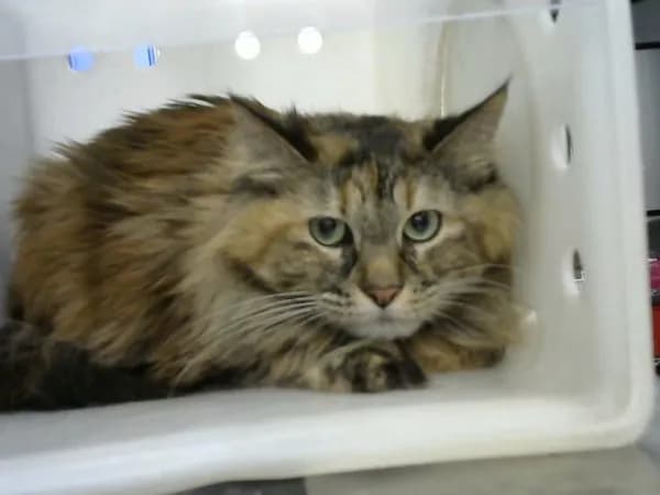 Michelle - Domestic Mediumhair mix