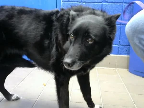 Athena - Australian Cattle Dog mix