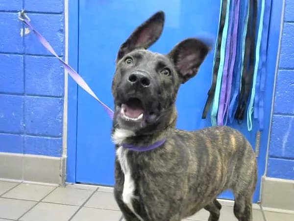 Keeze - German Shepherd Dog mix