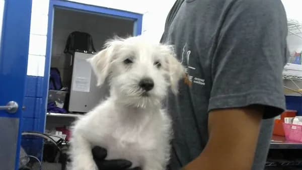 Ice Cream - Poodle - Toy mix