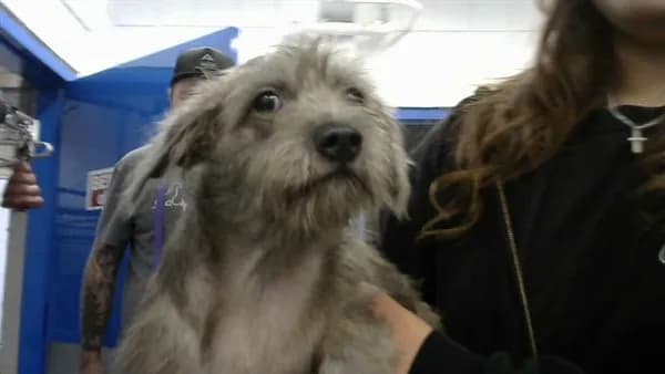 Jason Kidd - Yorkshire Terrier mix