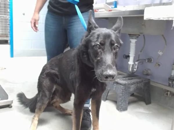 Koda - German Shepherd Dog mix