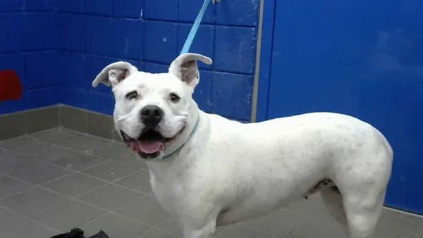 Sasha - American Staffordshire Terrier mix