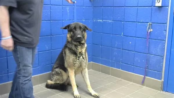 Ace - German Shepherd Dog