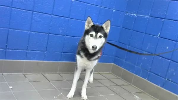 Siba - Alaskan Husky