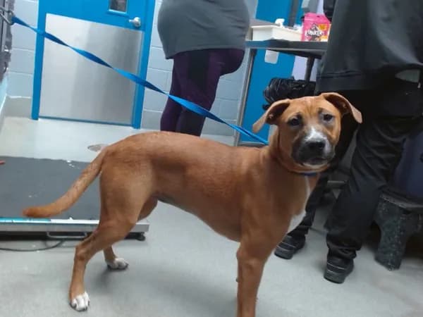 Mocha - Boxer mix
