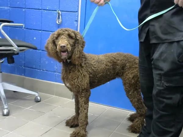 Coco - Poodle - Standard mix