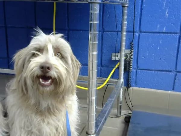 Rocsco - Tibetan Terrier mix