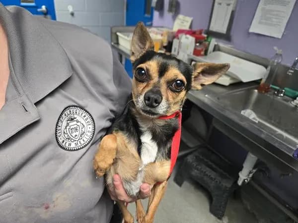 Bingo - Chihuahua - Smooth Coated mix