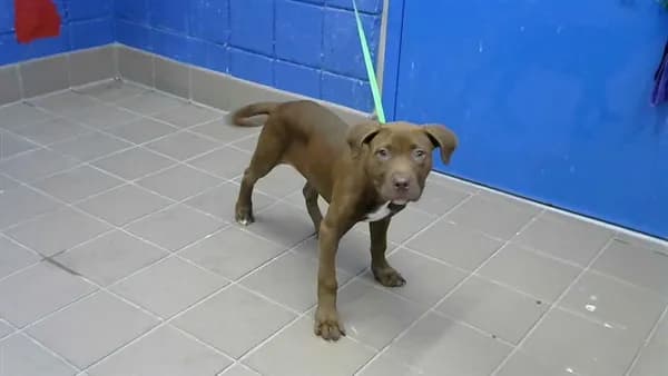 Coco - Pit Bull Terrier mix