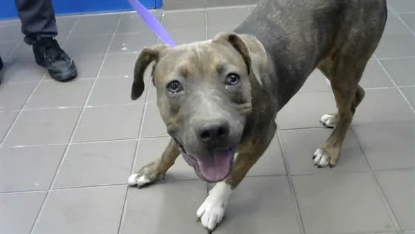 Ariel - Pit Bull Terrier mix